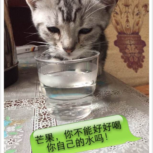 哪里能办理北马其顿KYC认证资料